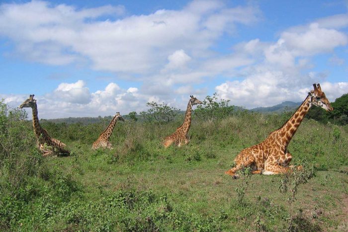 CAMPING SAFARI NGORONGORO