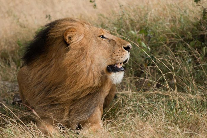 SERENGETI NATIONAL PARK /MWANZA