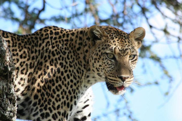 SERENGETI NATIONAL PARK