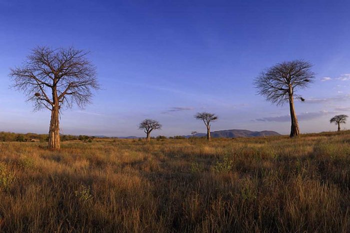 RUAHA NATIONAL PARK –  Pack1